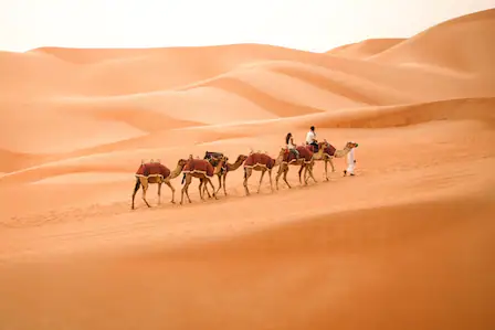 7-ea-categories-desert-safari
